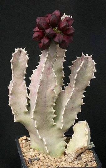 Stapelia Huernia Type Succulents Ideas In Succulents