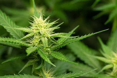 Anvisa libera dois produtos à base de cannabis para venda ISTOÉ DINHEIRO