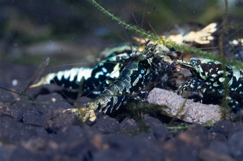 High Grade Boa Caridina Shrimp Knsaquatics