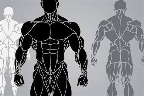 Vectores De Stock De Muscular Ilustraciones De Muscular Sin Royalties