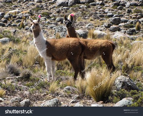 llamas  glama mammal andes mountain stock photo