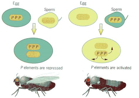 P Element Hybrid Dysgenesis