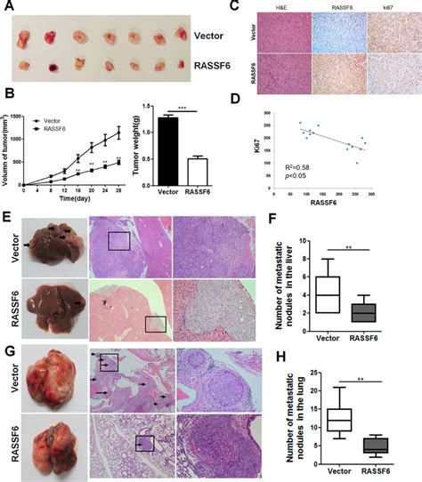 Rassf Inhibits Tumorigenesis In Nude Mice A Xenograft Tumours Were