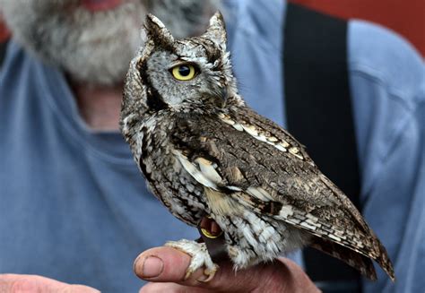 Introducing The Western Screech Owl Buffalo Bill Center Of The West