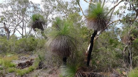 Grass-tree - ClimateWatch Australia- Citizen Science App