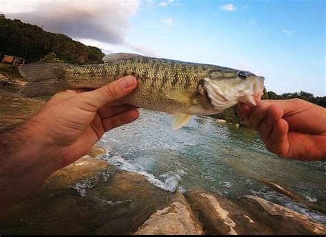 Pb Guadalupe Bass Caught In Central Texas Rflyfishing