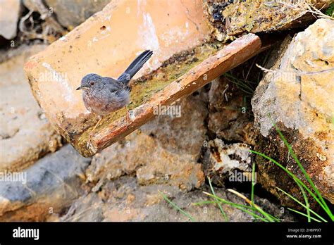 Sylvia Undata The Long Tailed Warbler Is A Species Of Passerine Bird