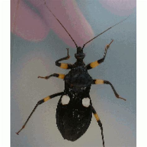 White Spotted Assassin Bug Playmeris Biguttata Adult Sub Adult Virginia Cheeseman