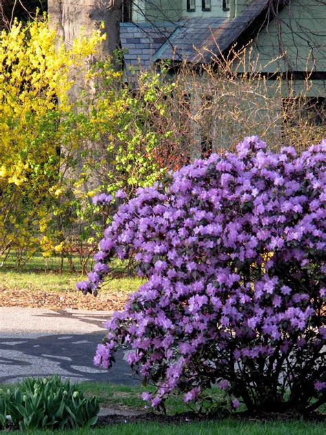 William Morris Fan Club: Ed Mezitt's PJM Rhododendron