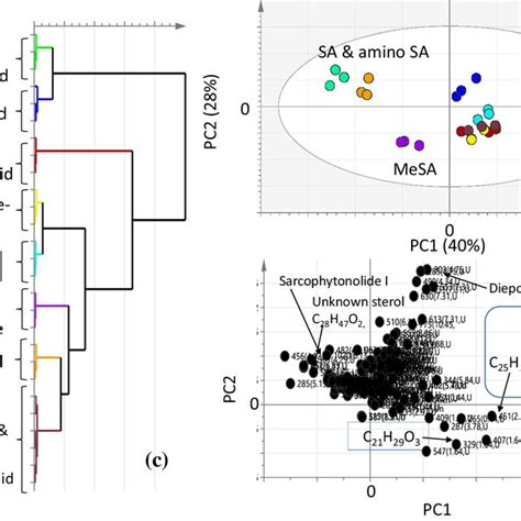 Principal Component Analysis Pca And Hierarchical Clustering Analysis