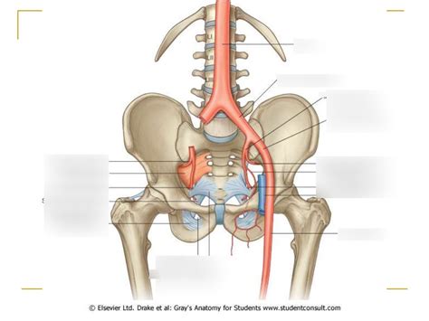 Pelvic Arteries Diagram Quizlet