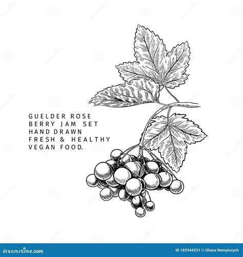 Hand Drawn Guelder Rose Branch, Leaf And Berry. Engraved Vector