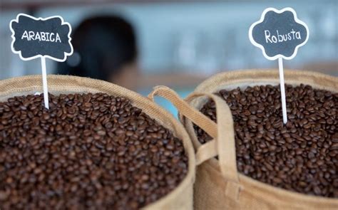 Perbedaan Kopi Arabika Dan Robusta Yang Harus Kamu Tahu