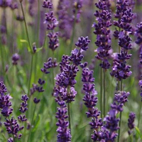 Phenomenal Lavender Plants For Sale UK Grown Ashridge