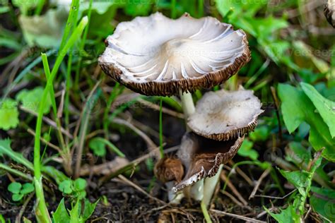 Photography to theme large beautiful poisonous mushroom in forest 11889434 Stock Photo at Vecteezy