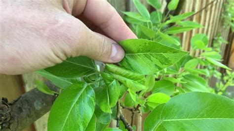 Pflanzenschutz Probleme Auf Birnenbaum Nanoo Tv