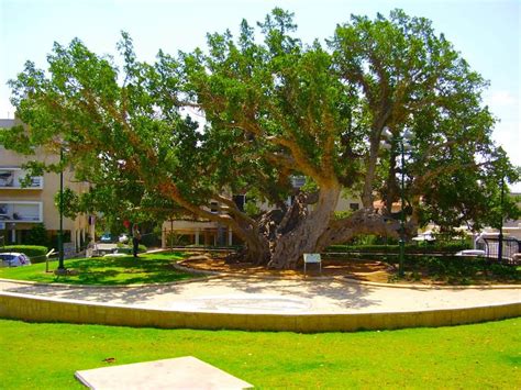 The Sycamore Fig in Israel – APT Israel | Tours for the Curious to the ...