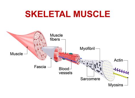 Myofascial Release Optimum Energy And Wellness