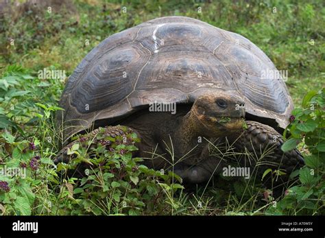 A Galapagos Tortoise Eating Vegetation In The Rancho Primicia Reserve