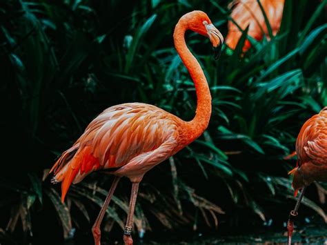 Premium Photo | Close-up of flamingo