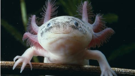 Axolotl Weird Looking Creatures