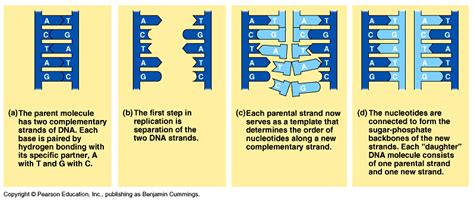 Dna Replication Process