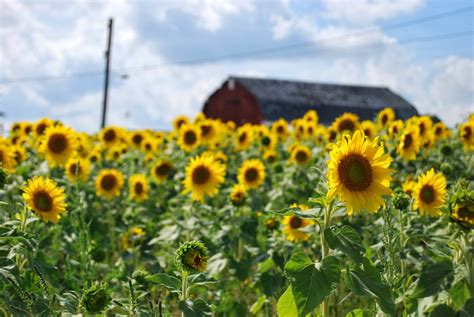 I Heart Michigan: Sunflower Field