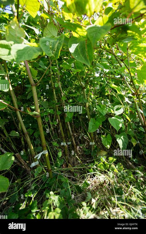 Invasive Plant Control Of Japanese Knotweed Hi Res Stock Photography