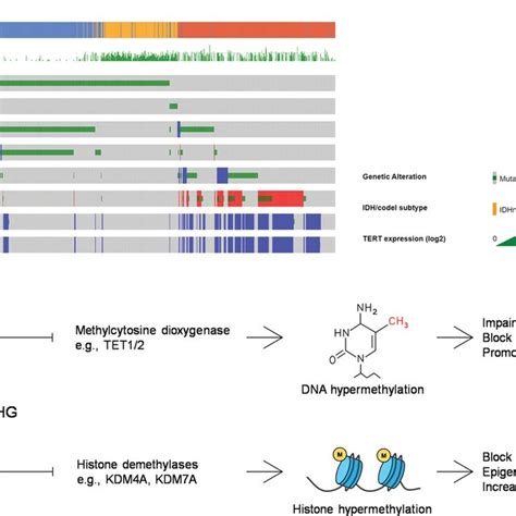 Idh Mutation And Cancer Stem Cells A Oncoprint Illustration Of The