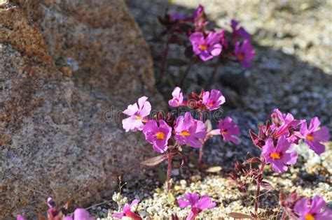 Desert Bloom Series Bigelow S Monkey Flower Diplacus Bigelovii