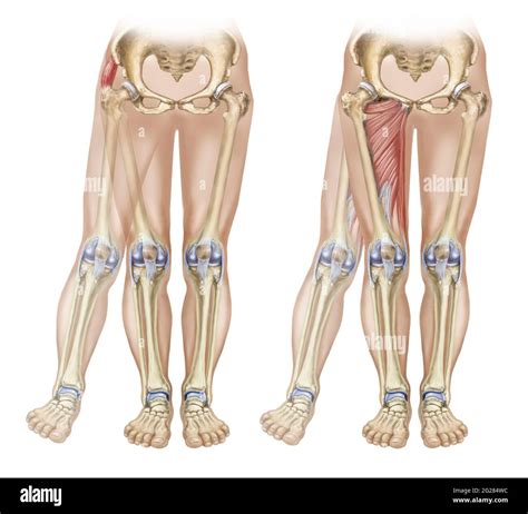 Adduction of the thigh hi-res stock photography and images - Alamy