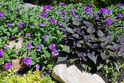 Sweet Potato Vine Plant Care And Growing Guide