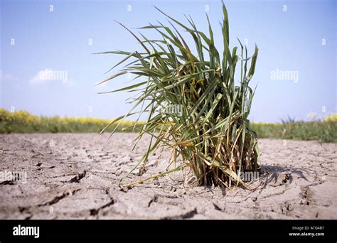 Lyme Grass Elymus Arenarius Stock Photo Alamy