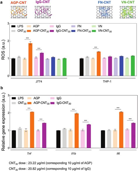 Reactive Oxygen Species ROS And Proinflammatory Cytokines By Unfolded