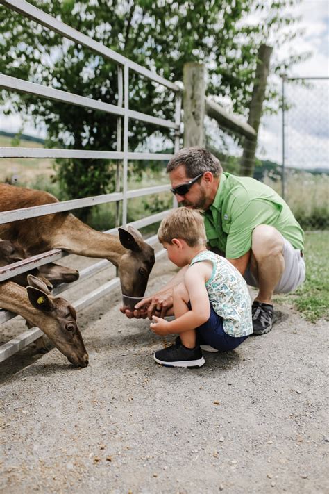 fort chiswell animal park 10