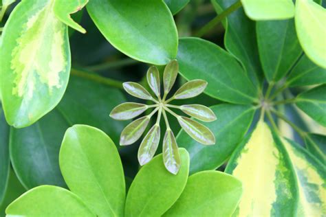 Schefflera arboricola pflegen Gießen Düngen und mehr