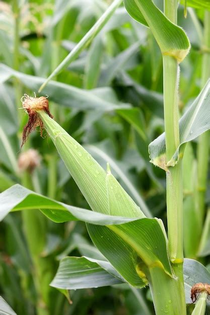 Premium Photo | Planting corn