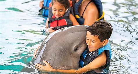 Bahamas Dolphin Swimming Excursion | Royal caribbean cruise, Bahamas, Royal caribbean