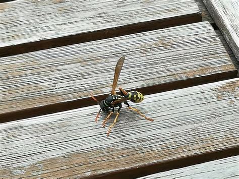 Les Nids De Gu Pes L T Sous Les Lames De Terrasses Terrassebois