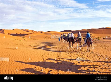 Caravanes De Chameaux Traversant Les Dunes De Sable Dans Le Désert Du