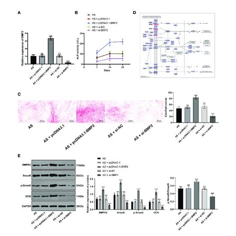 | BMP2 promotes osteogenic differentiation of AS fibroblasts by ...