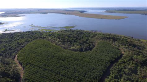 Primeira certificação FSC do Brasil completa 25 anos Forest