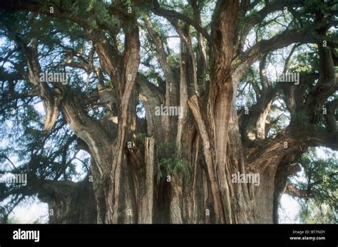 Tule Tree Montezuma Cypress Taxodium Mucronatum Tule Oaxaca Mexico