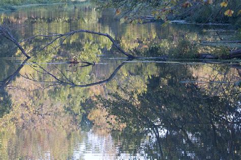 Reflections I Photograph By Vernis Maxwell Fine Art America