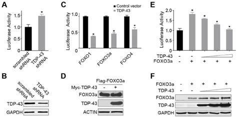 Tdp 43 Negatively Regulates The Transcriptional Activity Of Foxos In Download Scientific