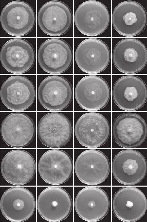 Colony Morphology Of Isolates CBS 125799 Ex Type VHS 7134 And VHS