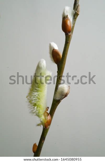 Pussy Willow Name Given Many Smaller Stock Photo Shutterstock
