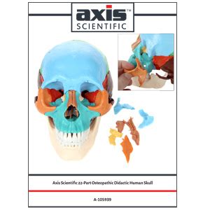 Axis Scientific Part Painted Human Skull Model Molded From A Real