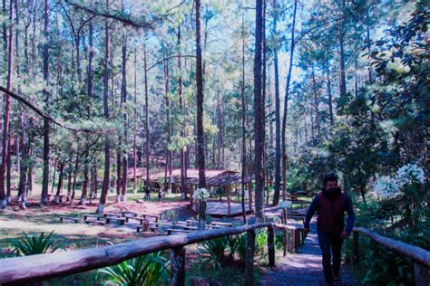 Agenda Propia El Bosque Es El Coraz N De Ixtl N La Historia De La