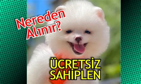 Pomeranian Boo Fiyat 2023 - Nereden Alınır, Ne Kadar - Fiyat